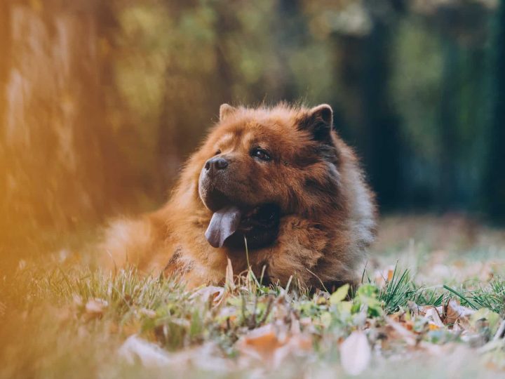 chow chow