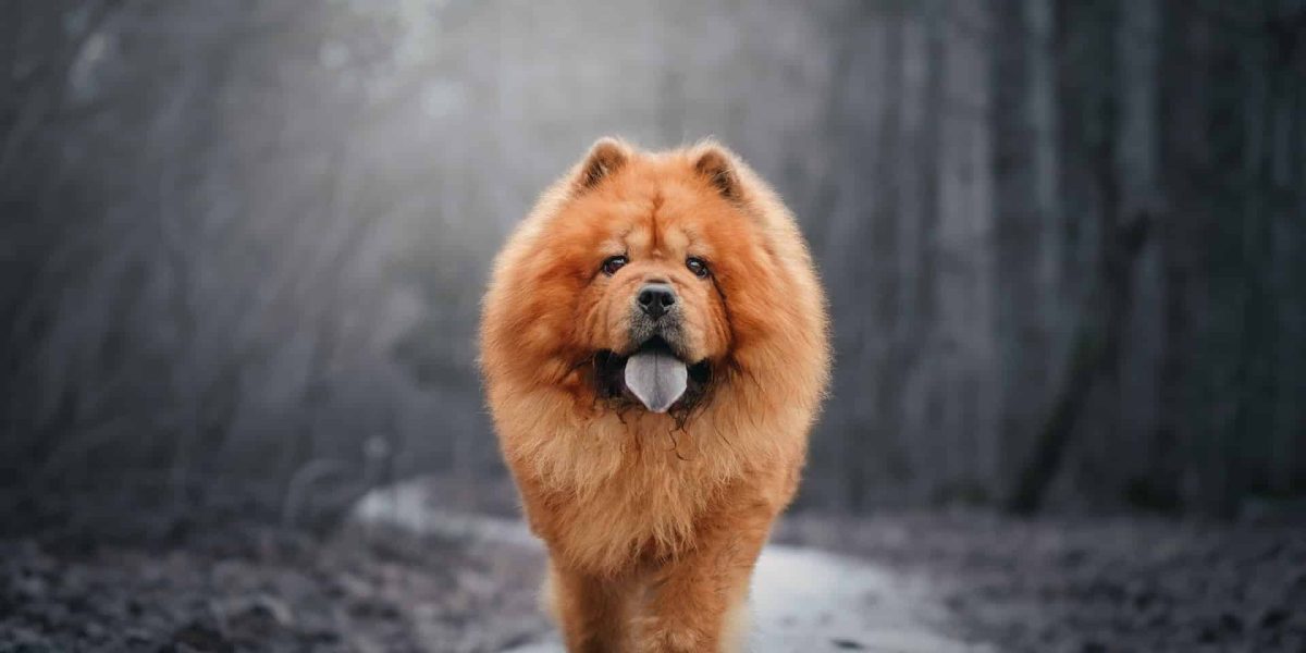 chow herder