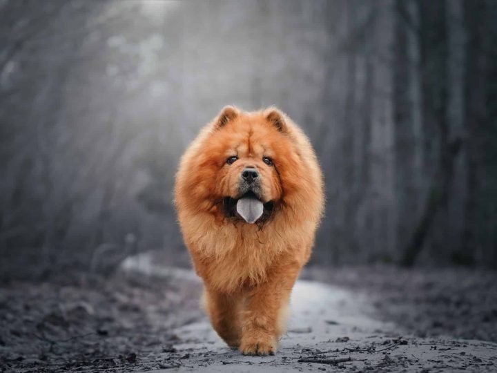 chow herder