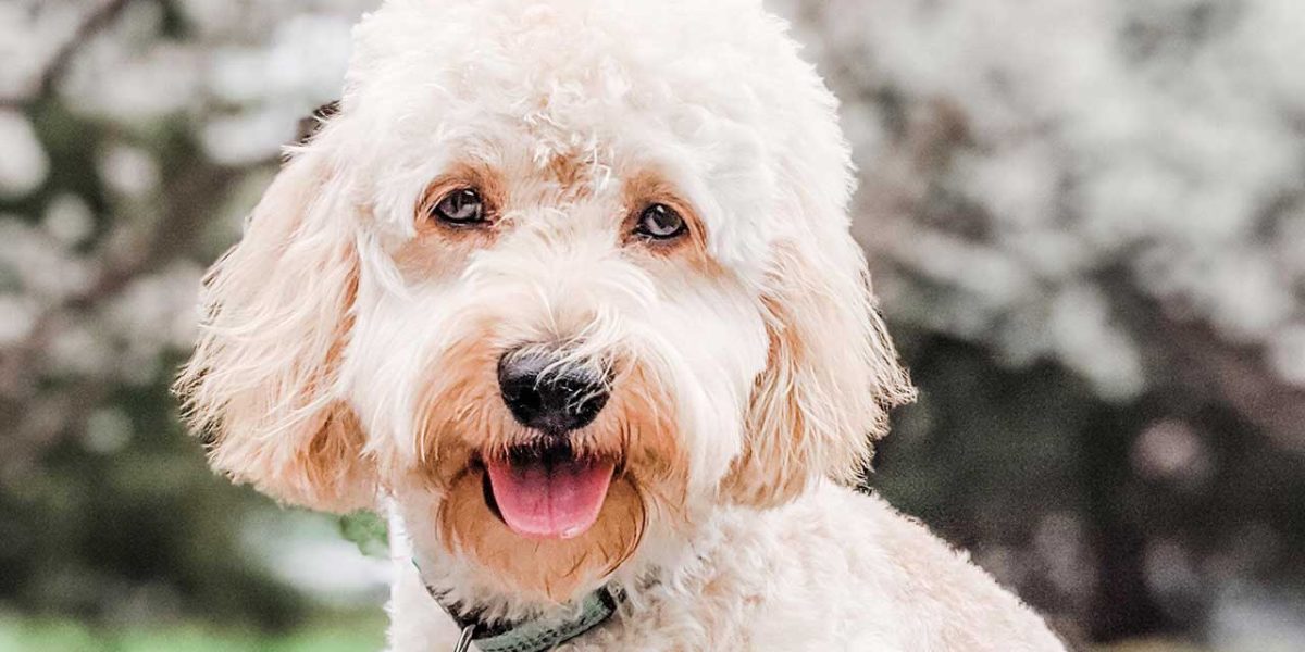 cockapoo