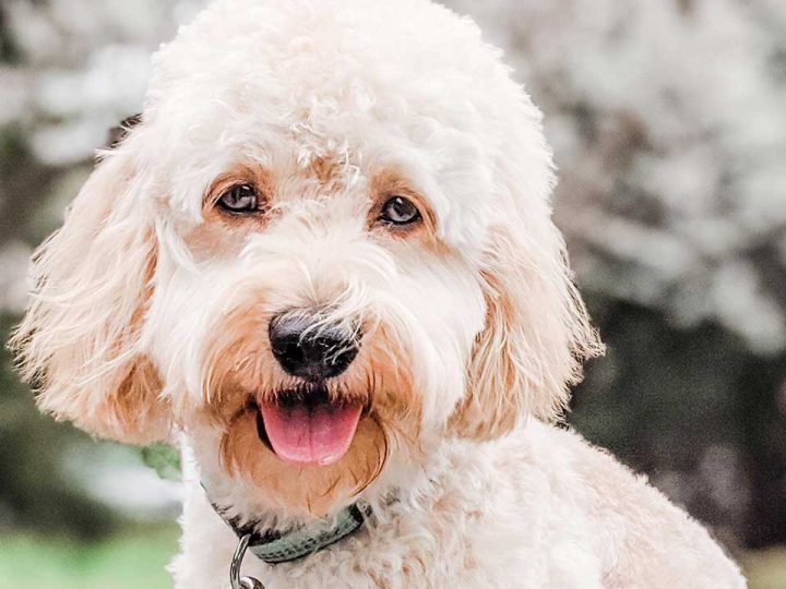 cockapoo