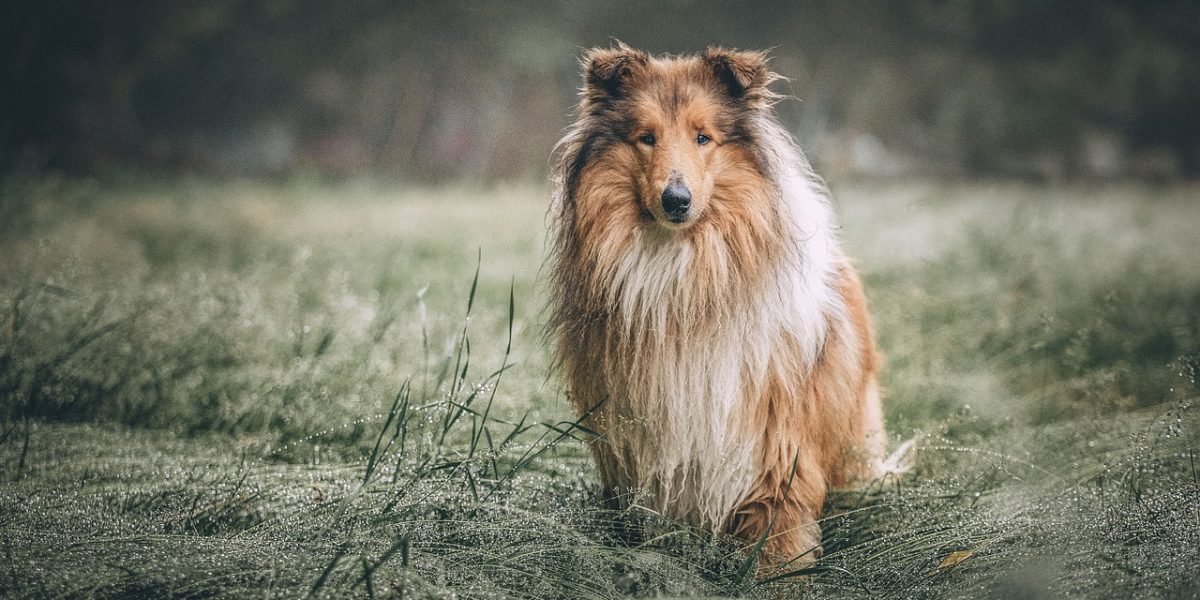 collie