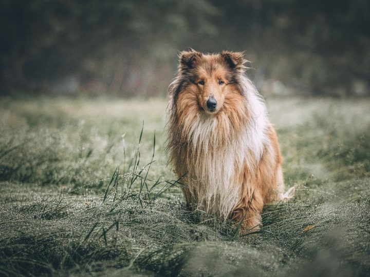 collie