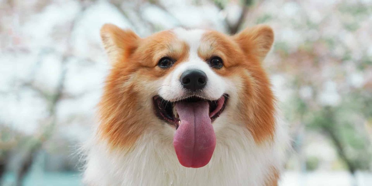 corgipom
