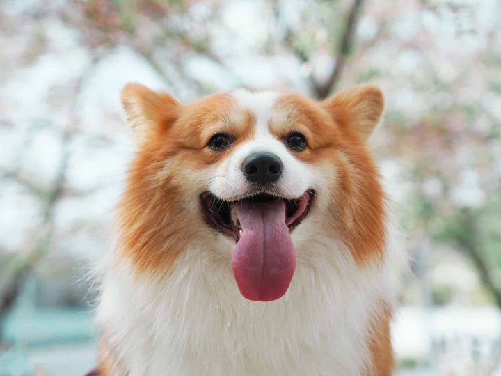 corgipom