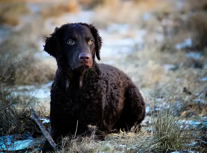 Curly Coated Retriever