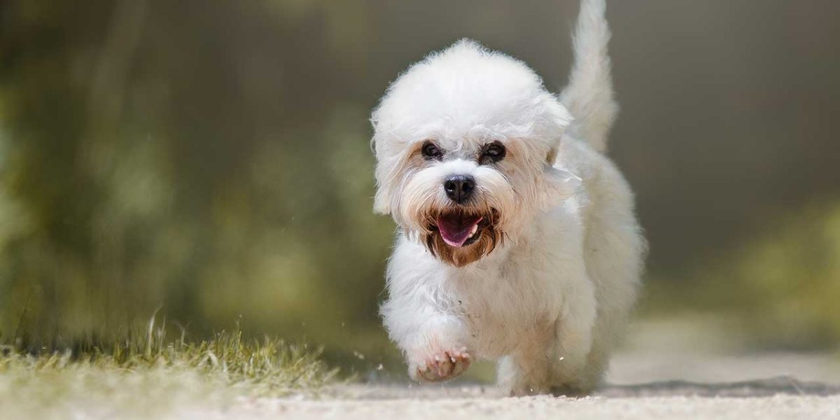 Dandie Dinmont Terrier