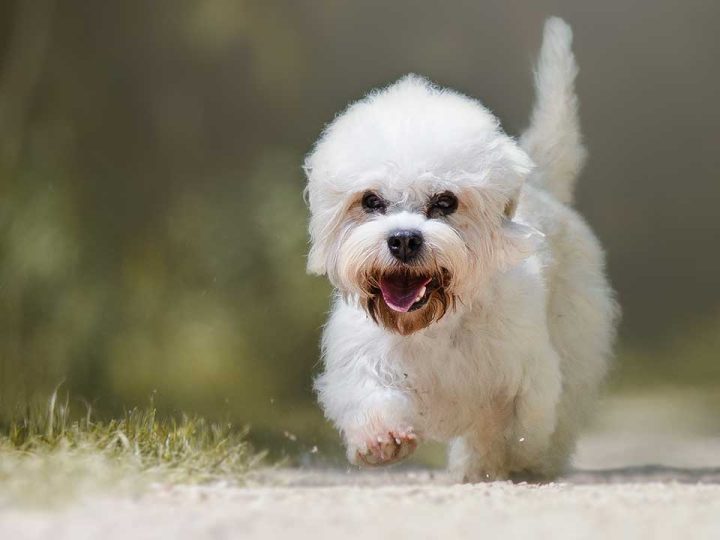 Dandie Dinmont Terrier