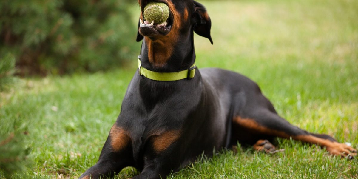 dobermann