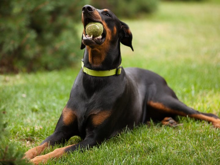 dobermann