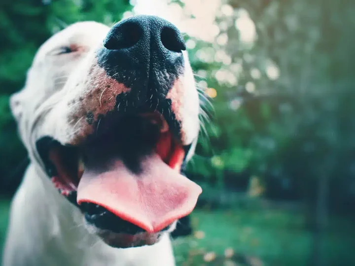 Dogo Argentino