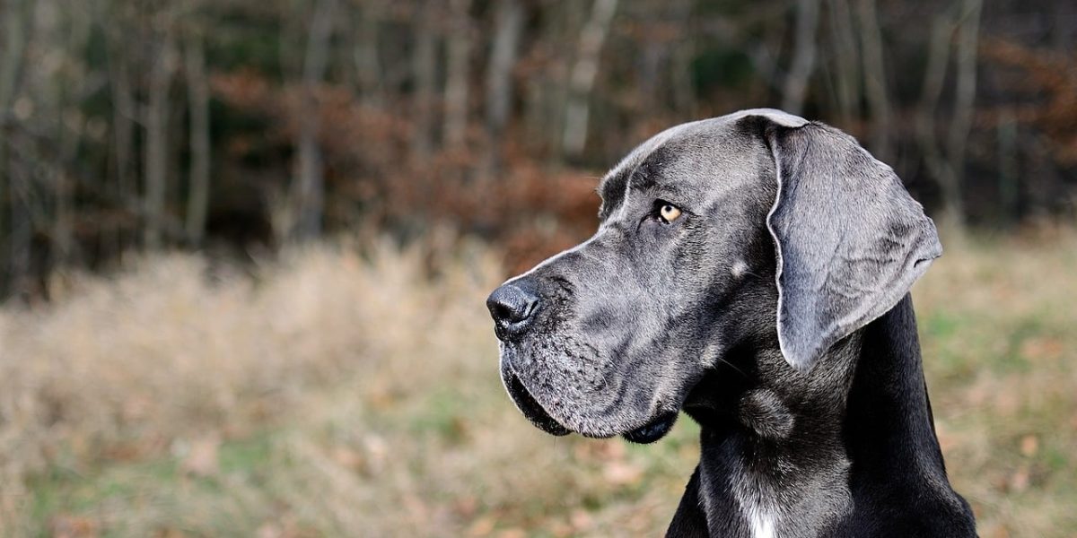 duitse dog