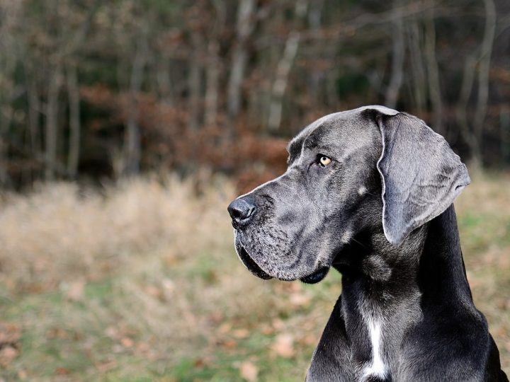 duitse dog