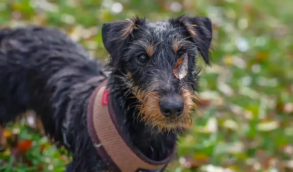 duitse jachtterrier