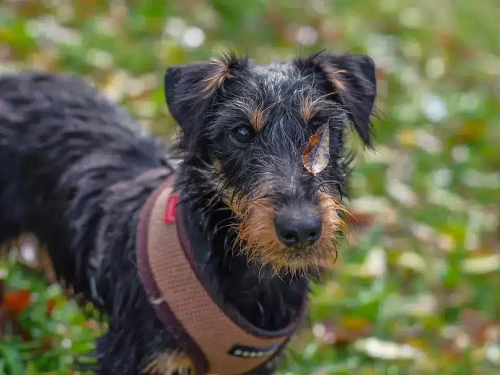 duitse jachtterrier