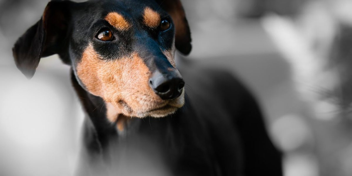 duitse pinscher