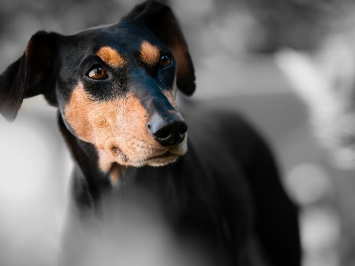 duitse pinscher