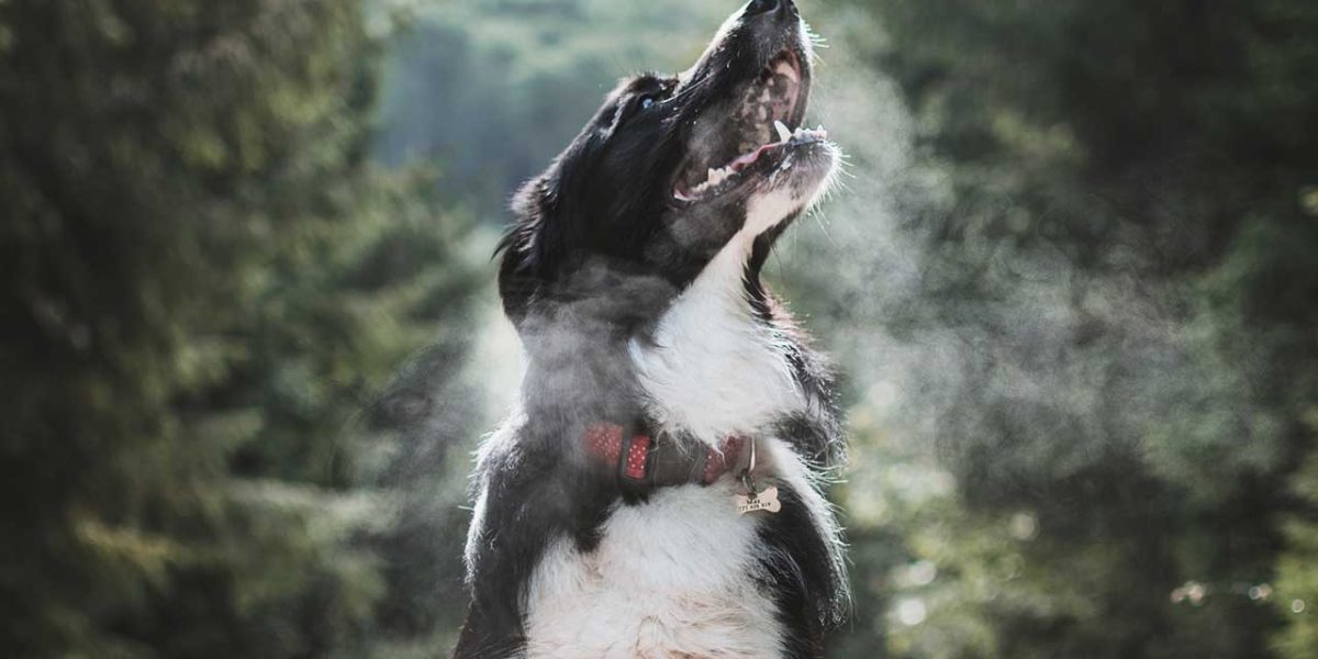 duitse spaniel
