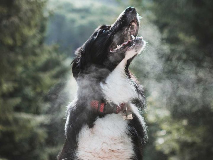 duitse spaniel