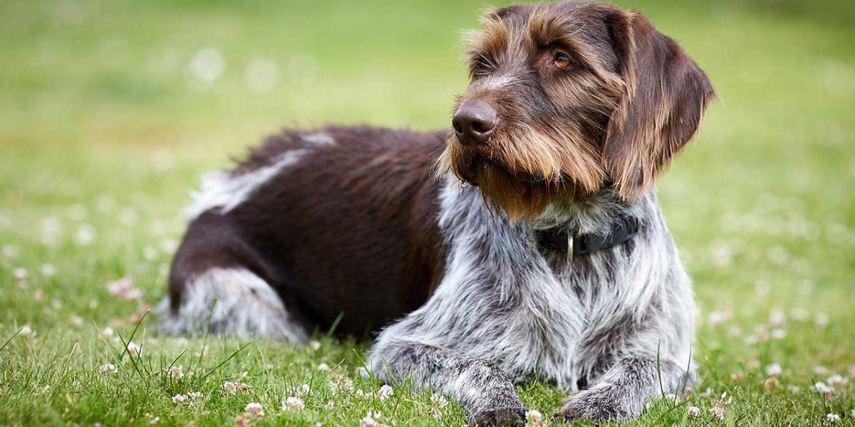 duitse staande hond draadhaar