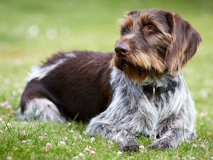 duitse staande hond draadhaar