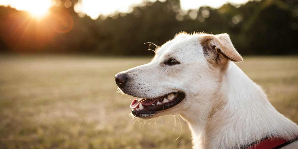 eerste blindengeleidehond