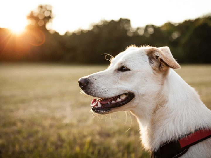 eerste blindengeleidehond