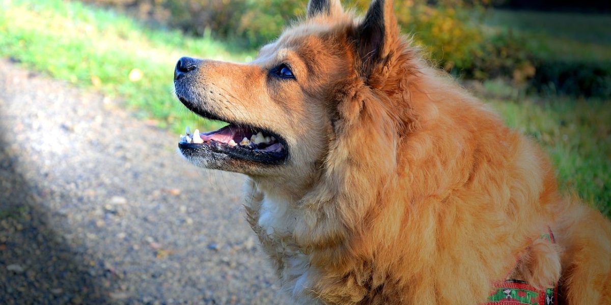 elo hond