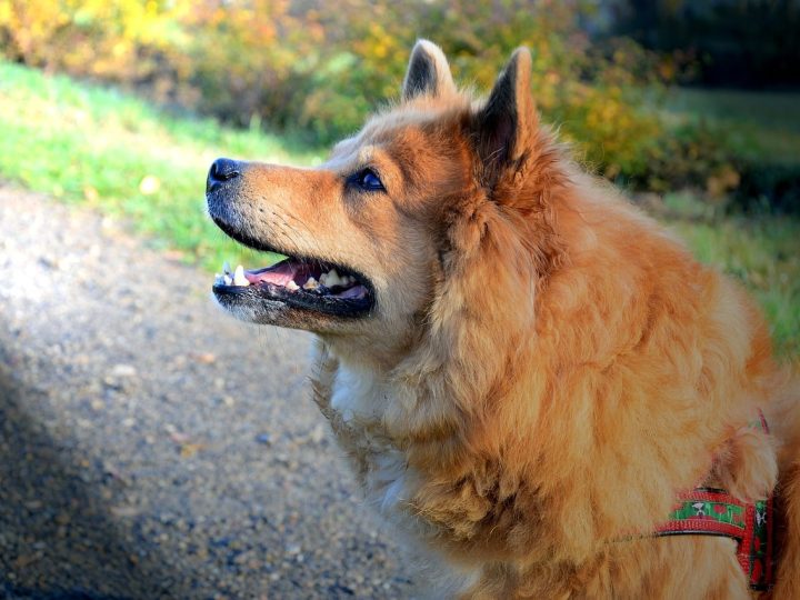 elo hond