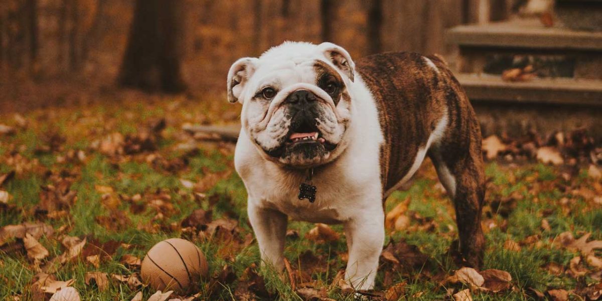 engelse bulldog
