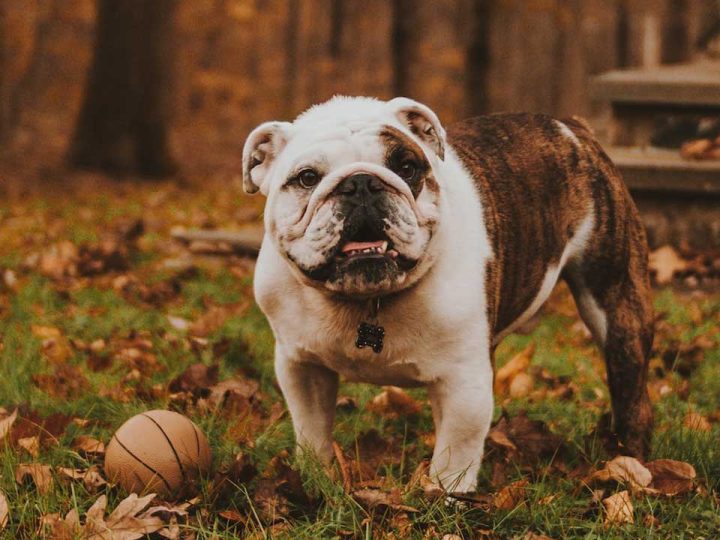 engelse bulldog