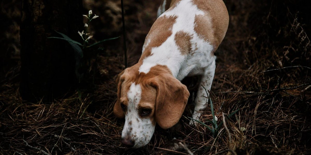 engelse foxhound