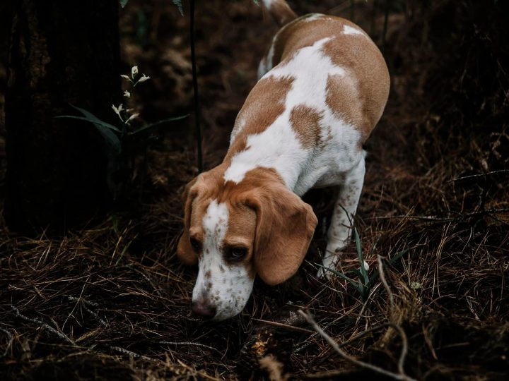 engelse foxhound