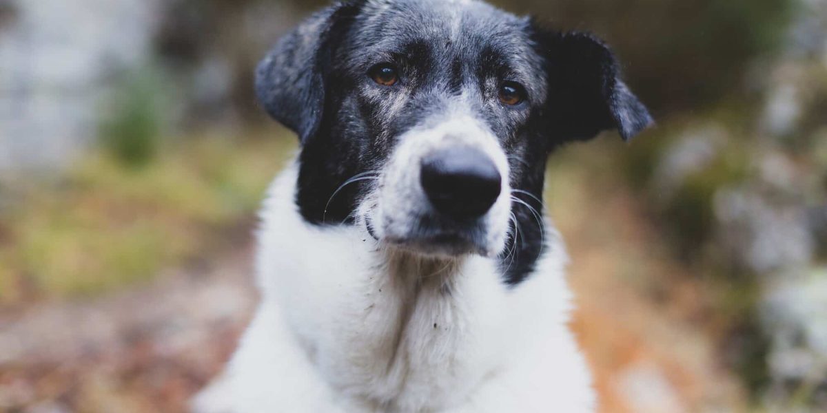 engelse pointer