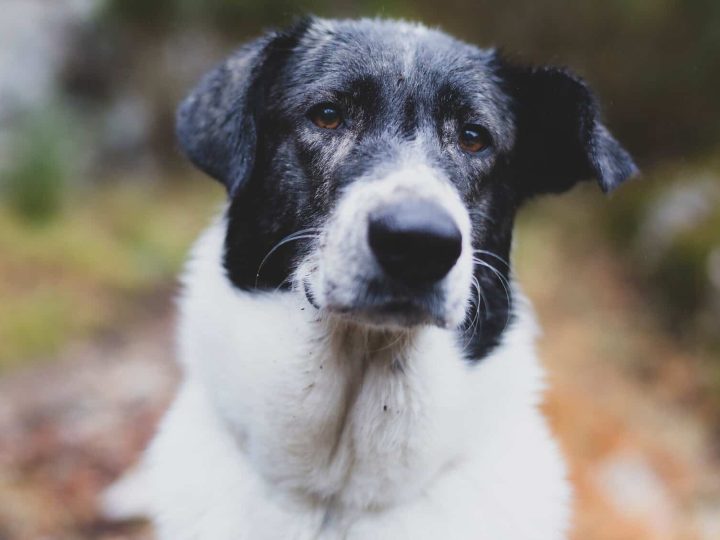 engelse pointer