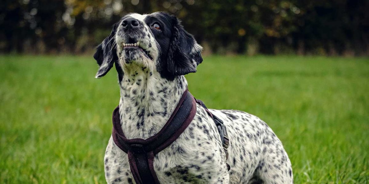 engelse springer spaniel