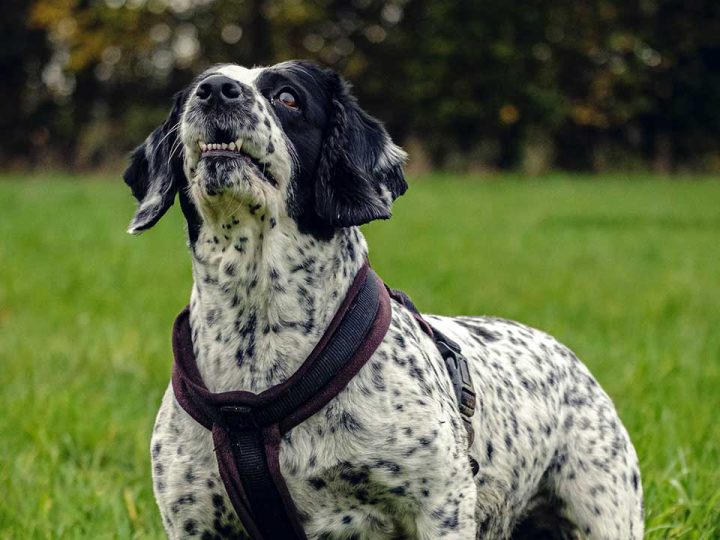 engelse springer spaniel