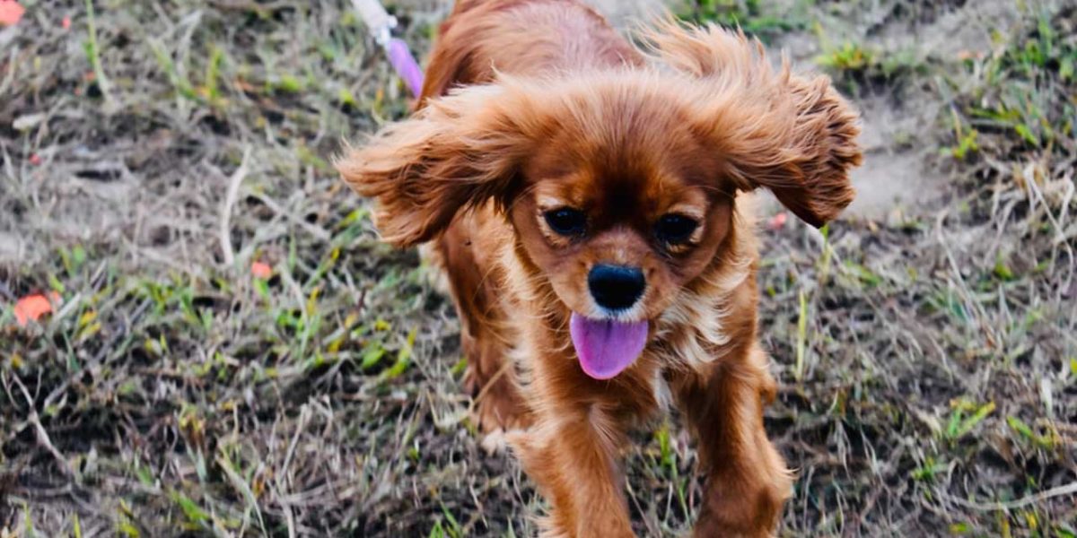 engelse toy spaniel