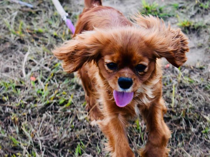 engelse toy spaniel