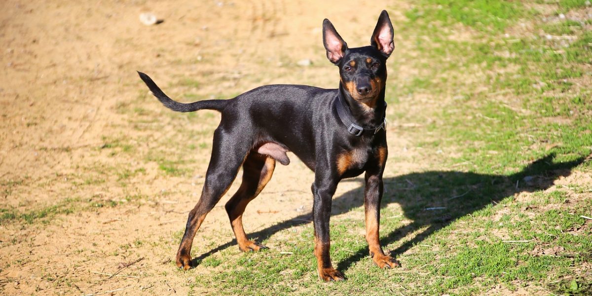 engelse toy terrier