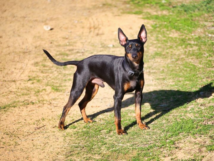 engelse toy terrier