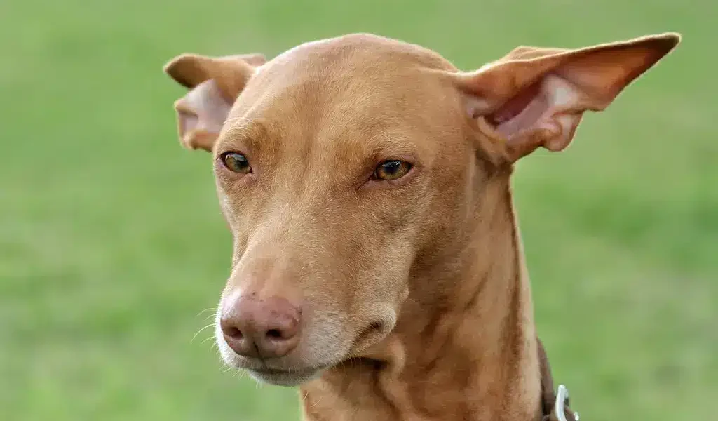 faraohond