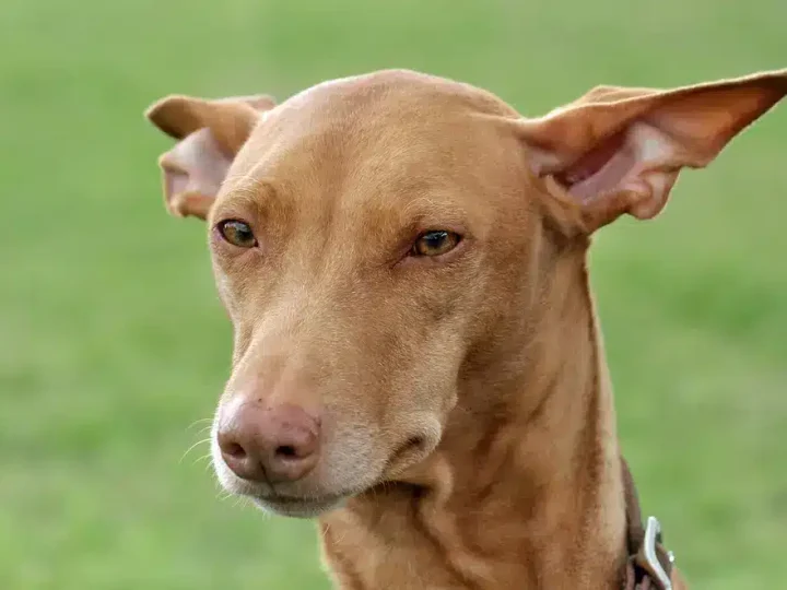 faraohond