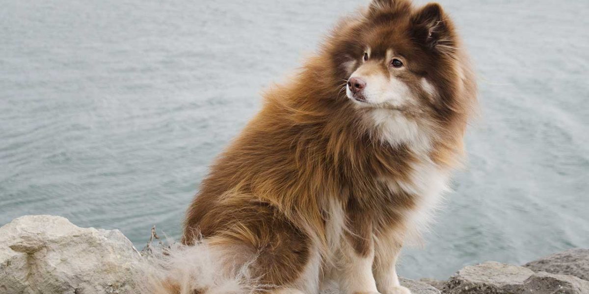 finse lappenhond
