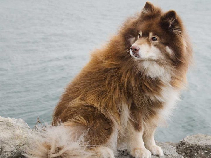 finse lappenhond