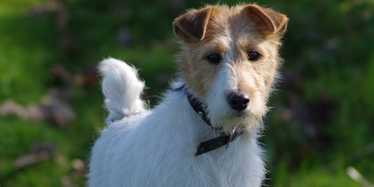 fox terrier