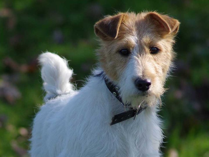 fox terrier
