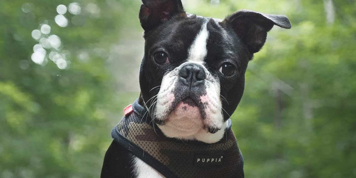 franse bulldog hond