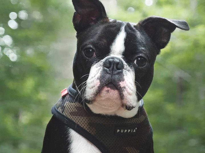 franse bulldog hond