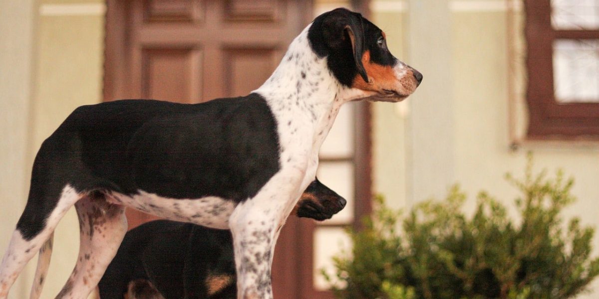 franse pointer